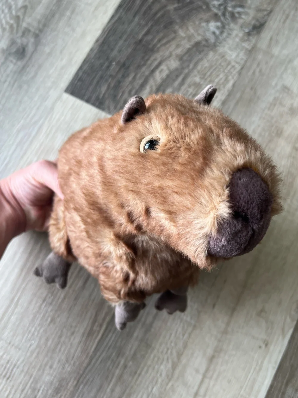 Jellycat Clyde Capybara - Picture 11 of 11